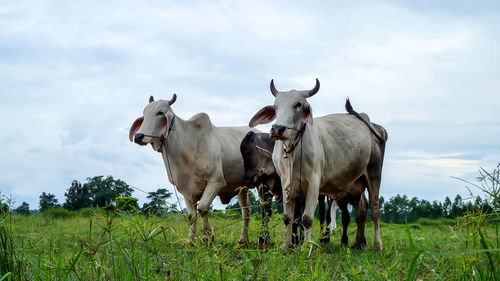 Cow family in the green field