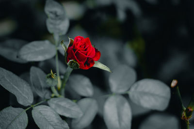 Close-up of red rose