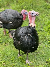 Close-up of rooster on field