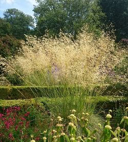 Plants growing on field