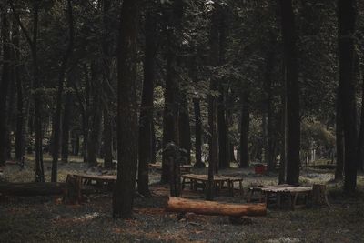 Trees in forest