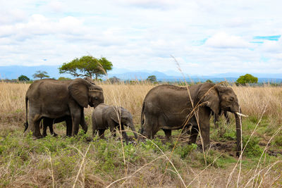 Wild african elephants in mikumi national park in tanzania in africa