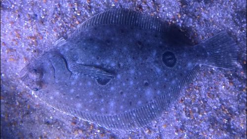 Close-up of fish underwater