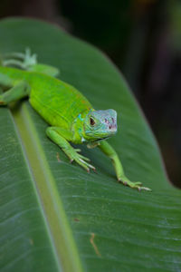 Close-up of green frog on leaf