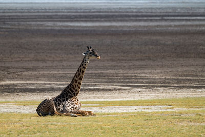 Giraffe sitting on land