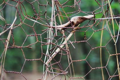 Close-up of chainlink fence