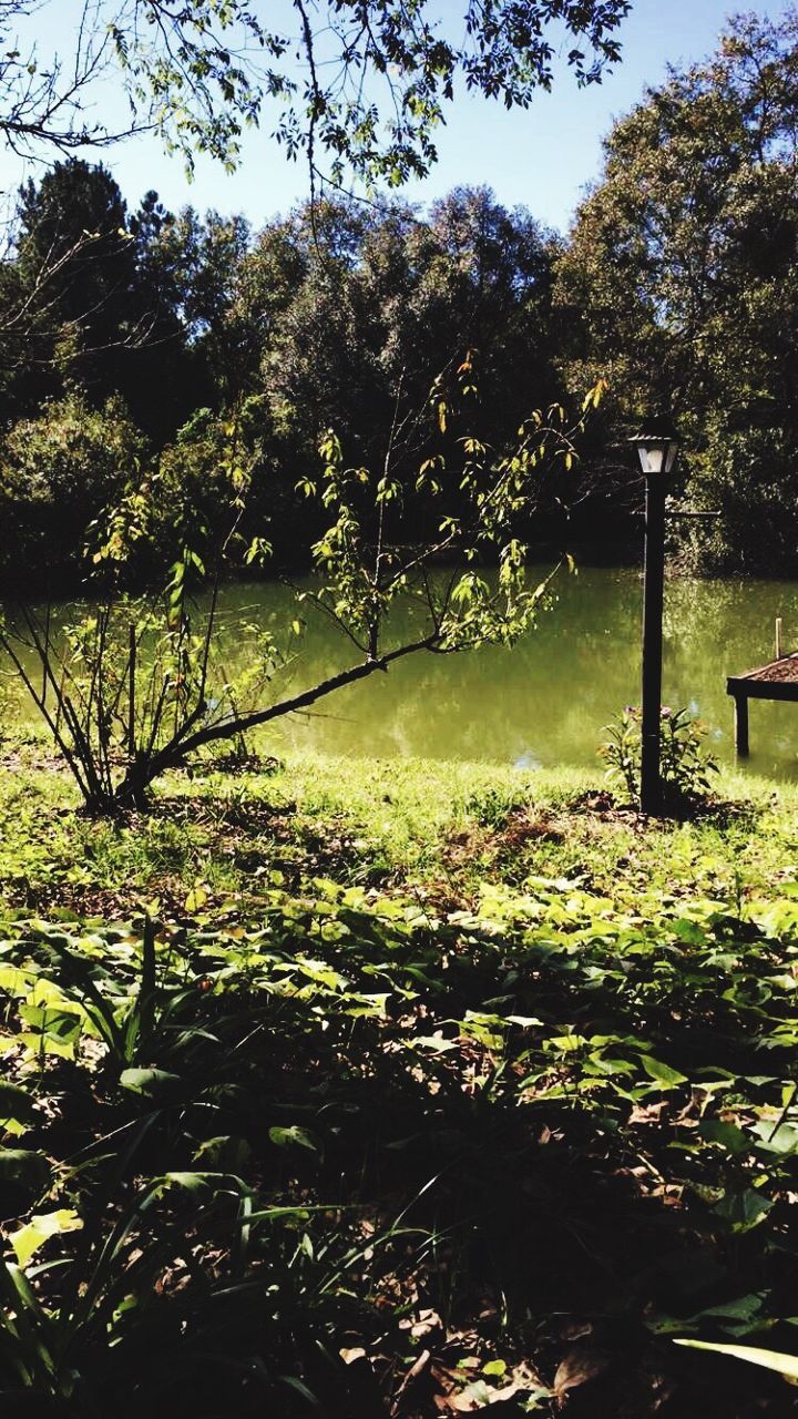 tree, growth, plant, tranquility, nature, beauty in nature, tranquil scene, branch, water, flower, scenics, green color, park - man made space, outdoors, built structure, sunlight, no people, day, clear sky, sky