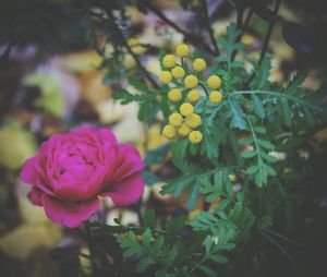 Close-up of pink flowers