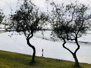 Trees on field by lake against sky