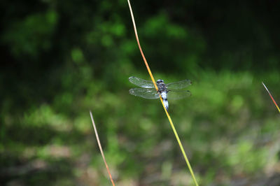 Close-up of dragonfly on blade of grass