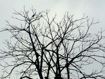 Low angle view of bare tree against clear sky