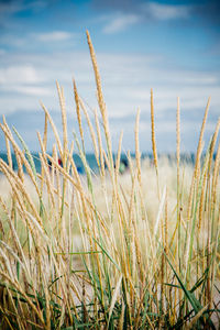 Close-up of grass growing on field