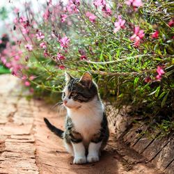 Cat sitting on plant