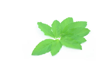 High angle view of leaves against white background