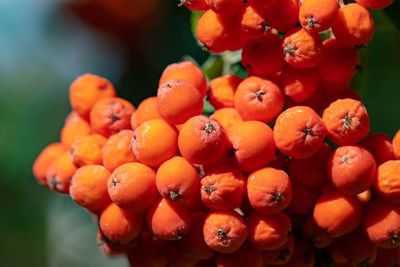Close-up of fruits growing on plant