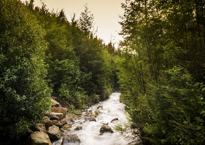 Scenic view of stream amidst trees in forest