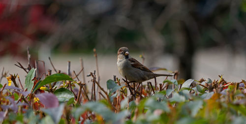 Bird perching on flower