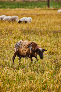 Sheep grazing on field