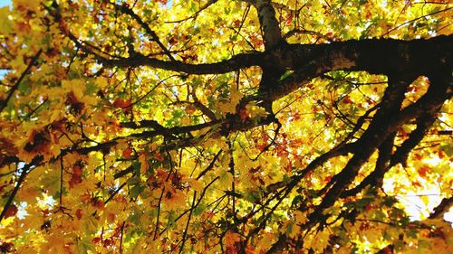 Low angle view of tree during autumn