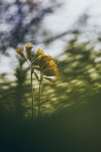 Close-up of yellow flowering plant on field