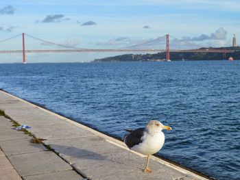 View of seagulls on bridge