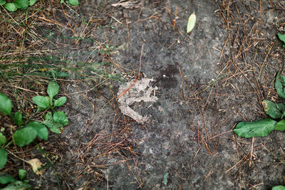 High angle view of lizard on field