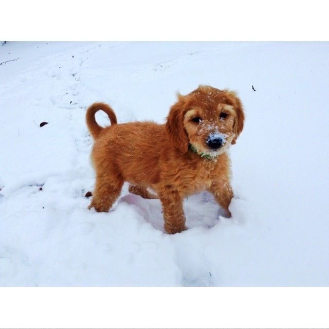 dog, domestic animals, pets, animal themes, one animal, mammal, snow, winter, cold temperature, season, transfer print, auto post production filter, brown, weather, white color, covering, full length, field, outdoors, high angle view