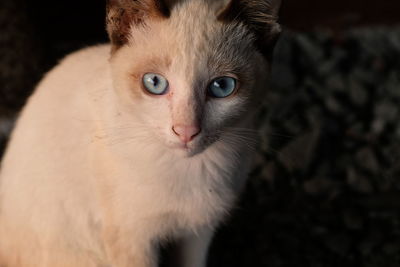 Close-up portrait of a cat