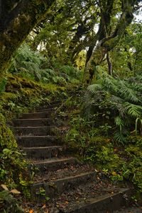 View of trees in forest