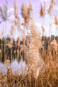 Close-up of stalks in field against the sky