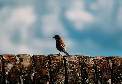 Close-up of bird perching on rock against wall