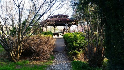 Narrow pathway along trees