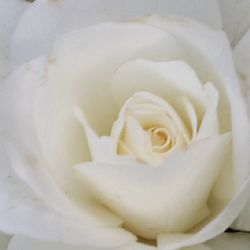 Close-up of white rose