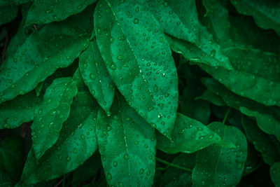 Close-up of wet plant leaves during rainy season