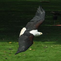 Close-up of eagle flying in grass