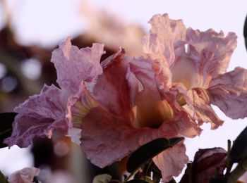 Close-up of fresh pink flowers blooming outdoors