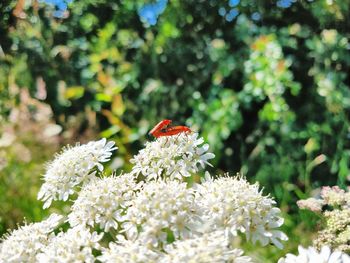 Close-up of butterfly pollinating on flower