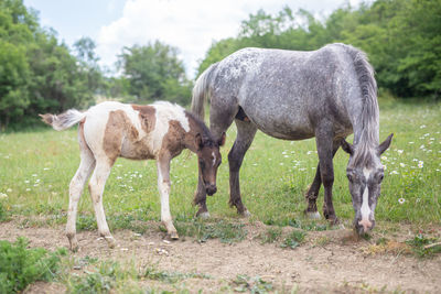 Horses standing in a field