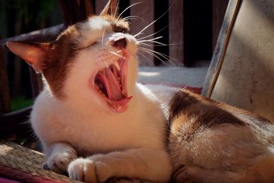 Close-up of cat yawning while resting on chair