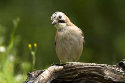 Close-up of bird perching on tree