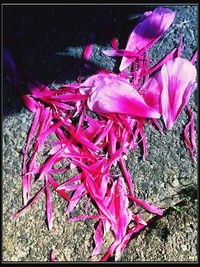 Close-up of flowers