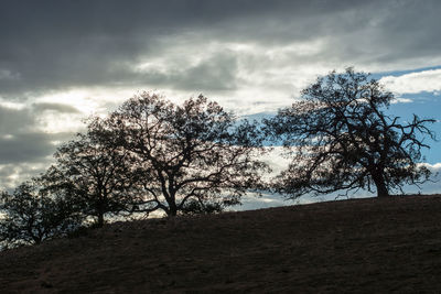 Trees against sky