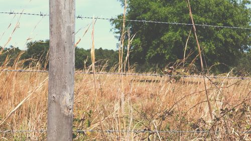 Fence by trees against sky