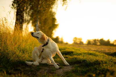 Dog looking away on field