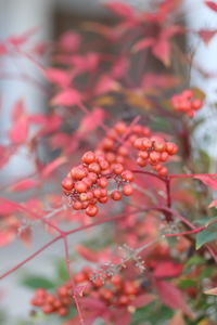 Close-up of berries on tree