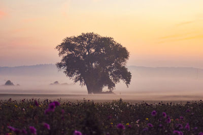 Scenic view of flowering trees on field against sky during sunset