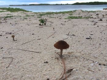 Scenic view of beach