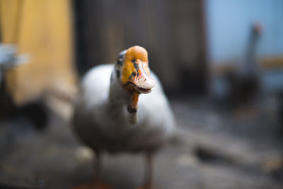 Close-up of plant against blurred background