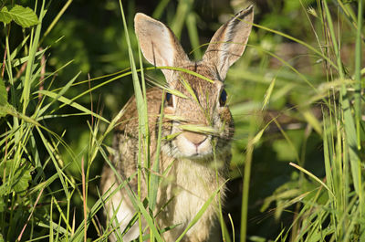 Close-up of hare on grass