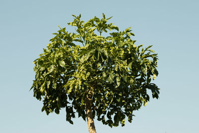 Low angle view of tree against sky